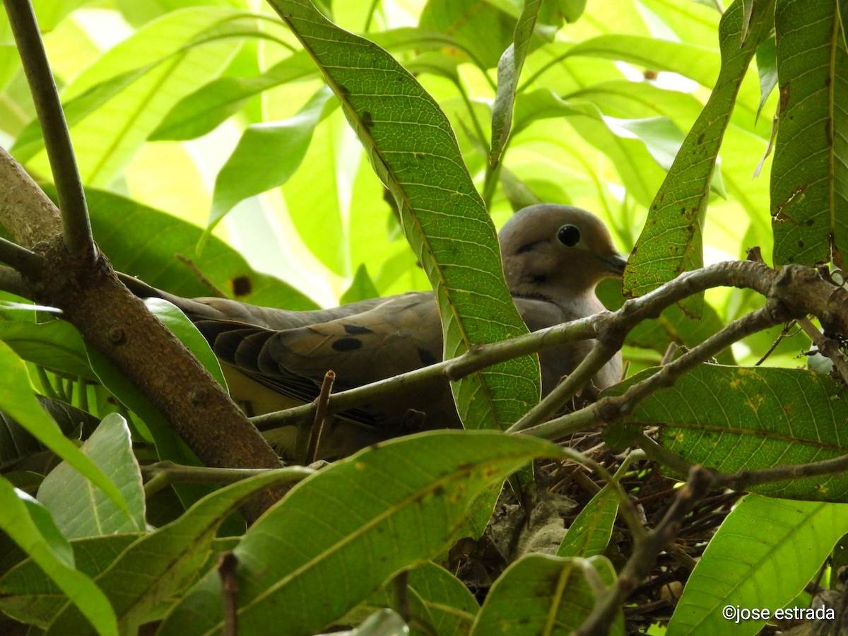 Eared Dove - Jose Estrada