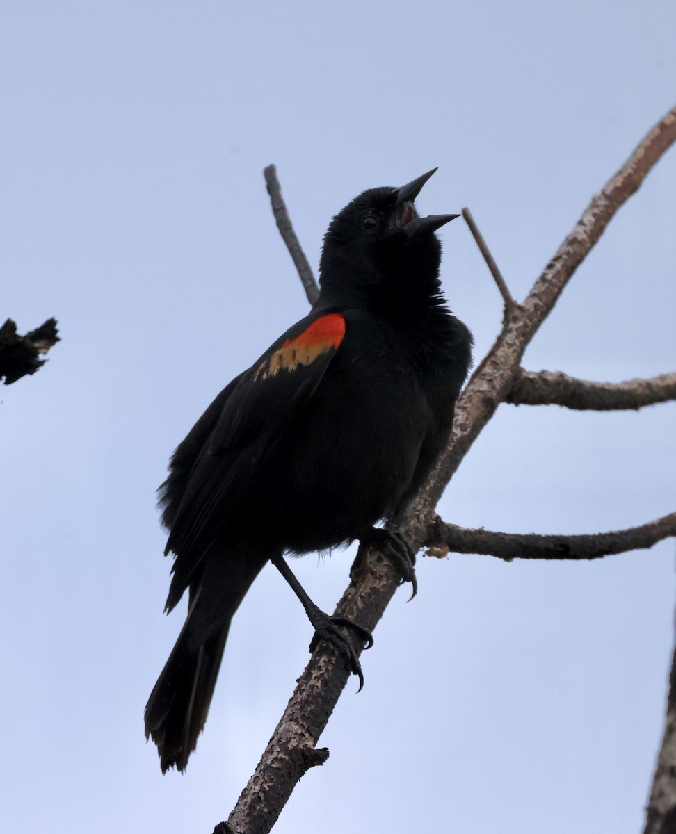 Red-shouldered Blackbird - Cheryl Rosenfeld