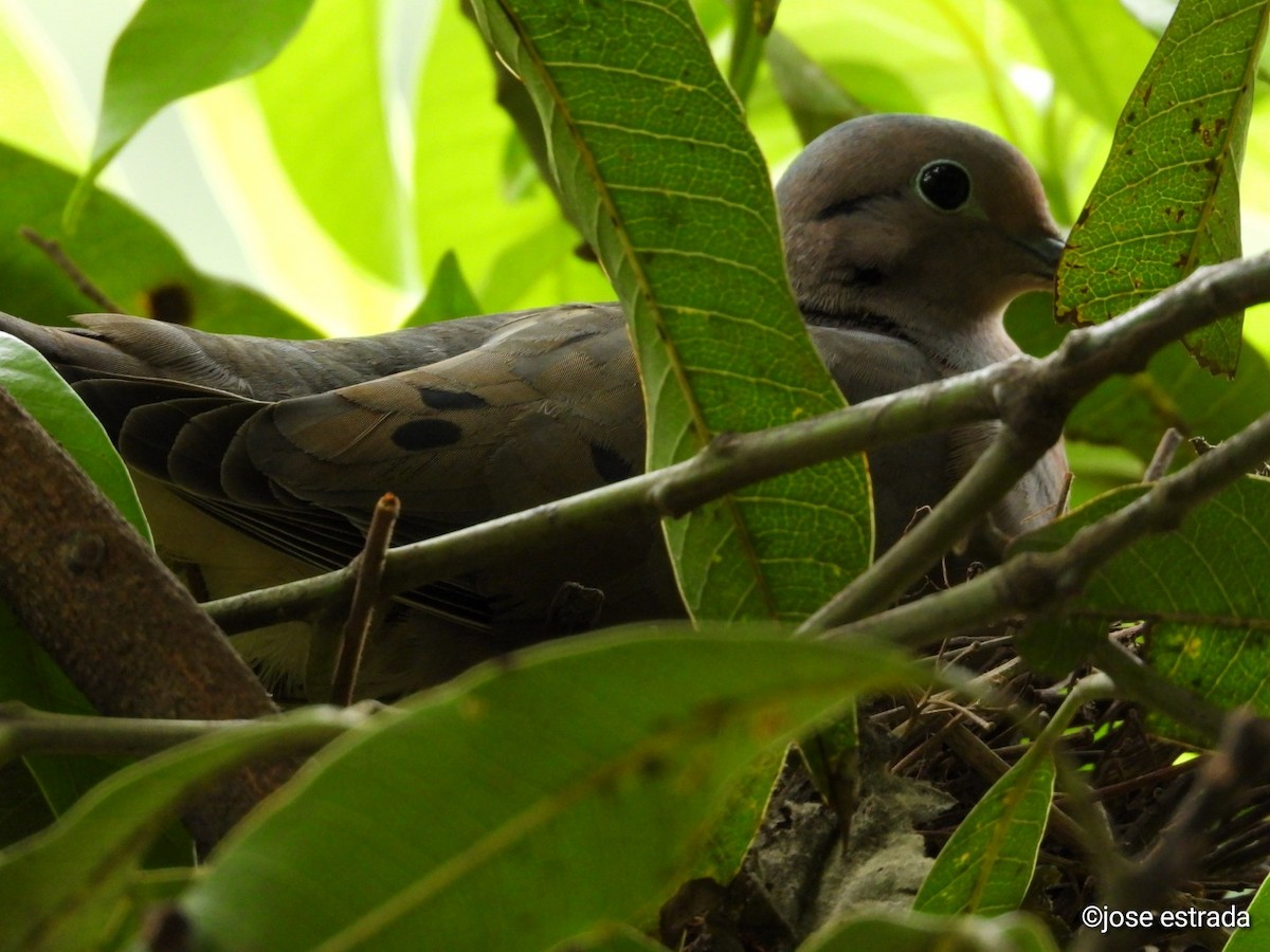 Eared Dove - ML618996243