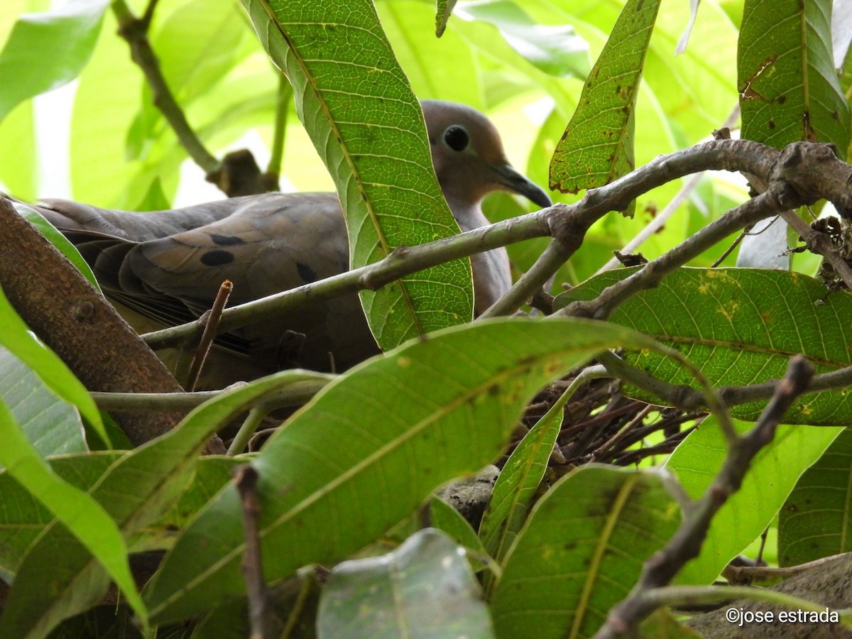 Eared Dove - ML618996248