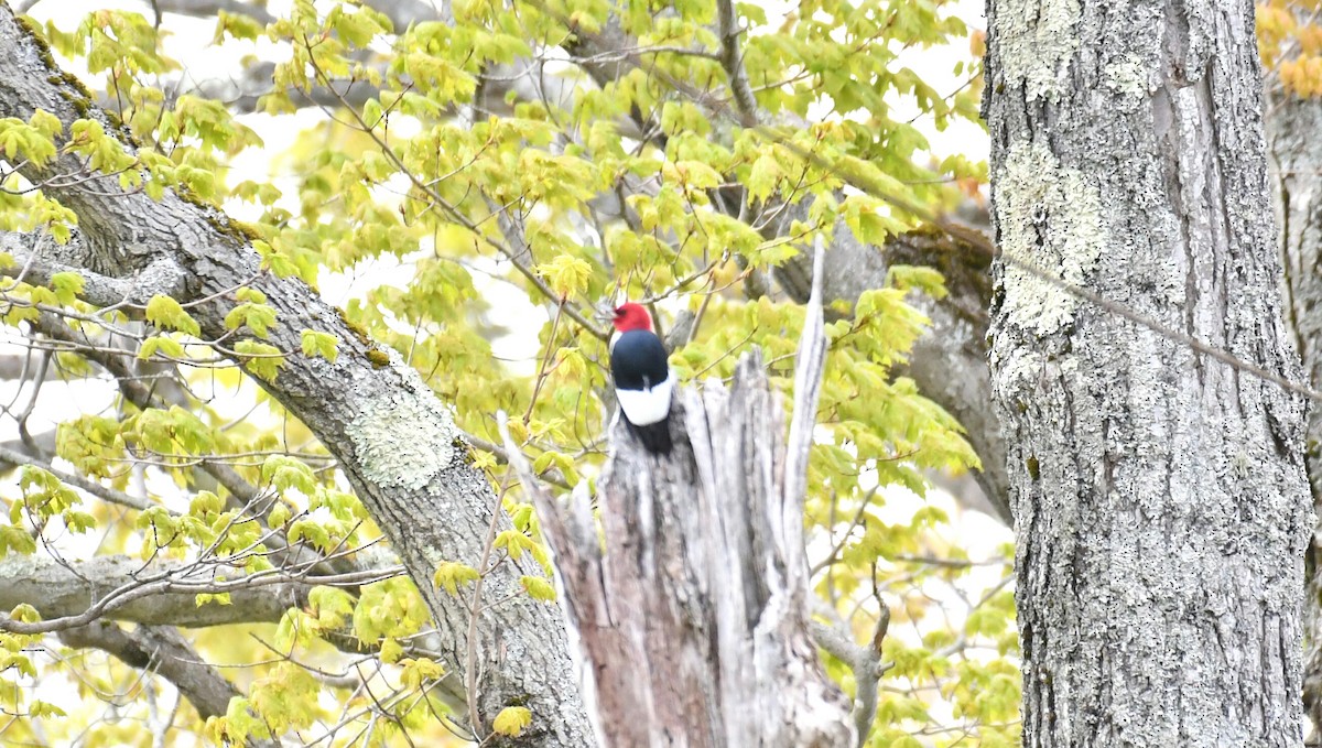 Red-headed Woodpecker - ML618996253