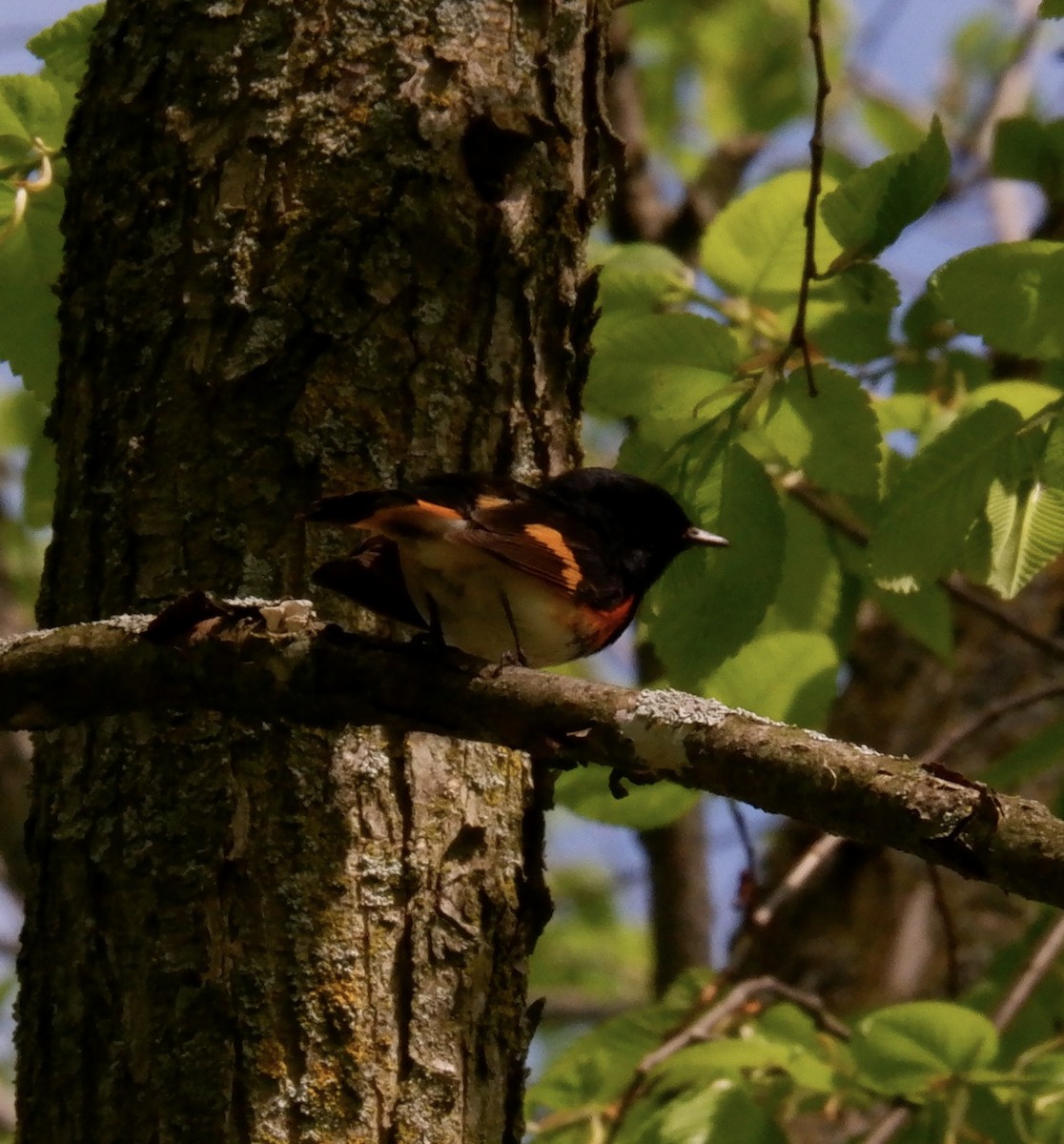 American Redstart - Adrianne Knighton