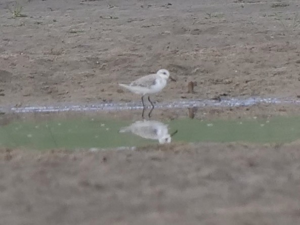 Bécasseau sanderling - ML618996282