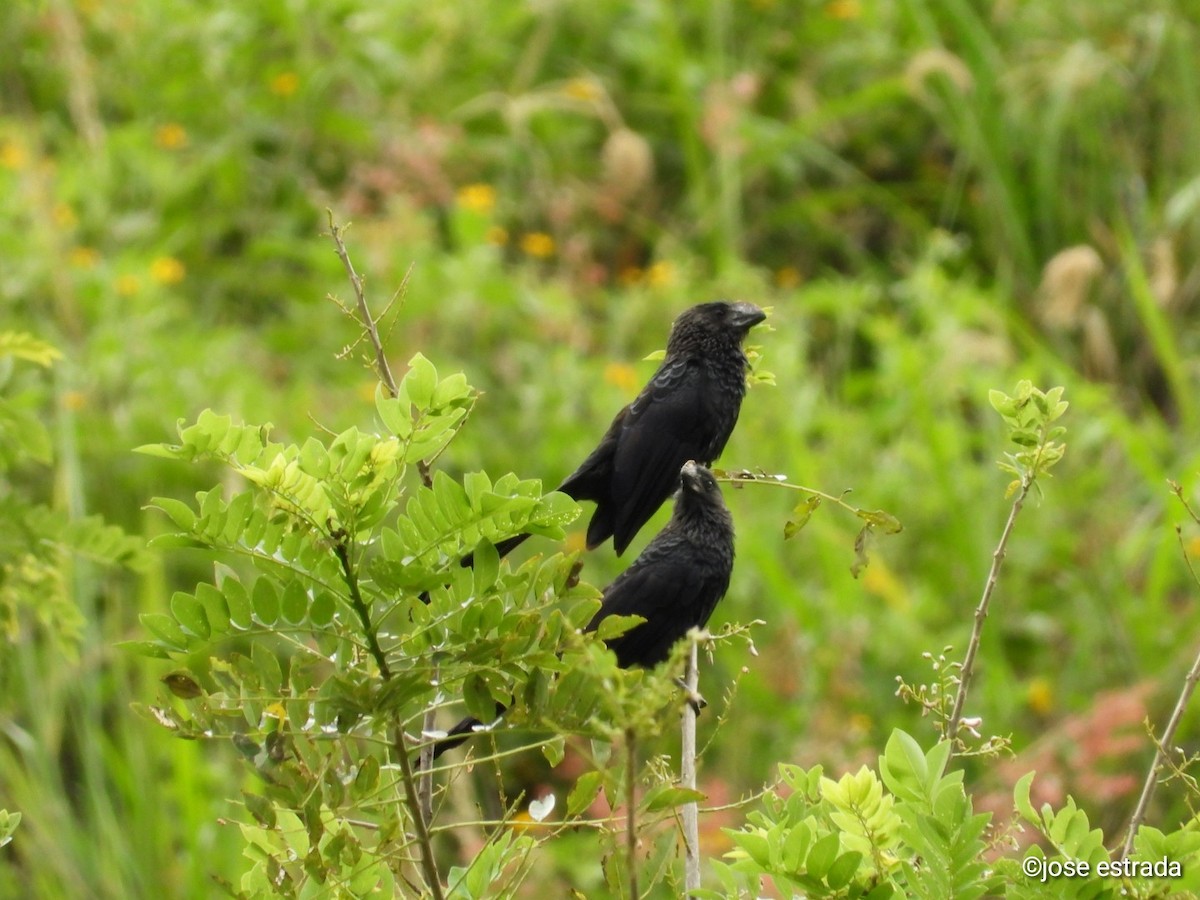 Smooth-billed Ani - Jose Estrada