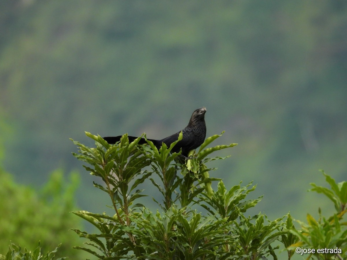 Smooth-billed Ani - ML618996296