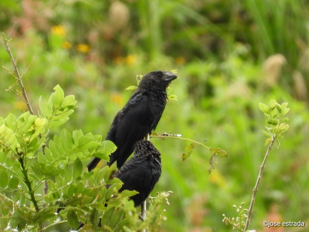 Smooth-billed Ani - ML618996297