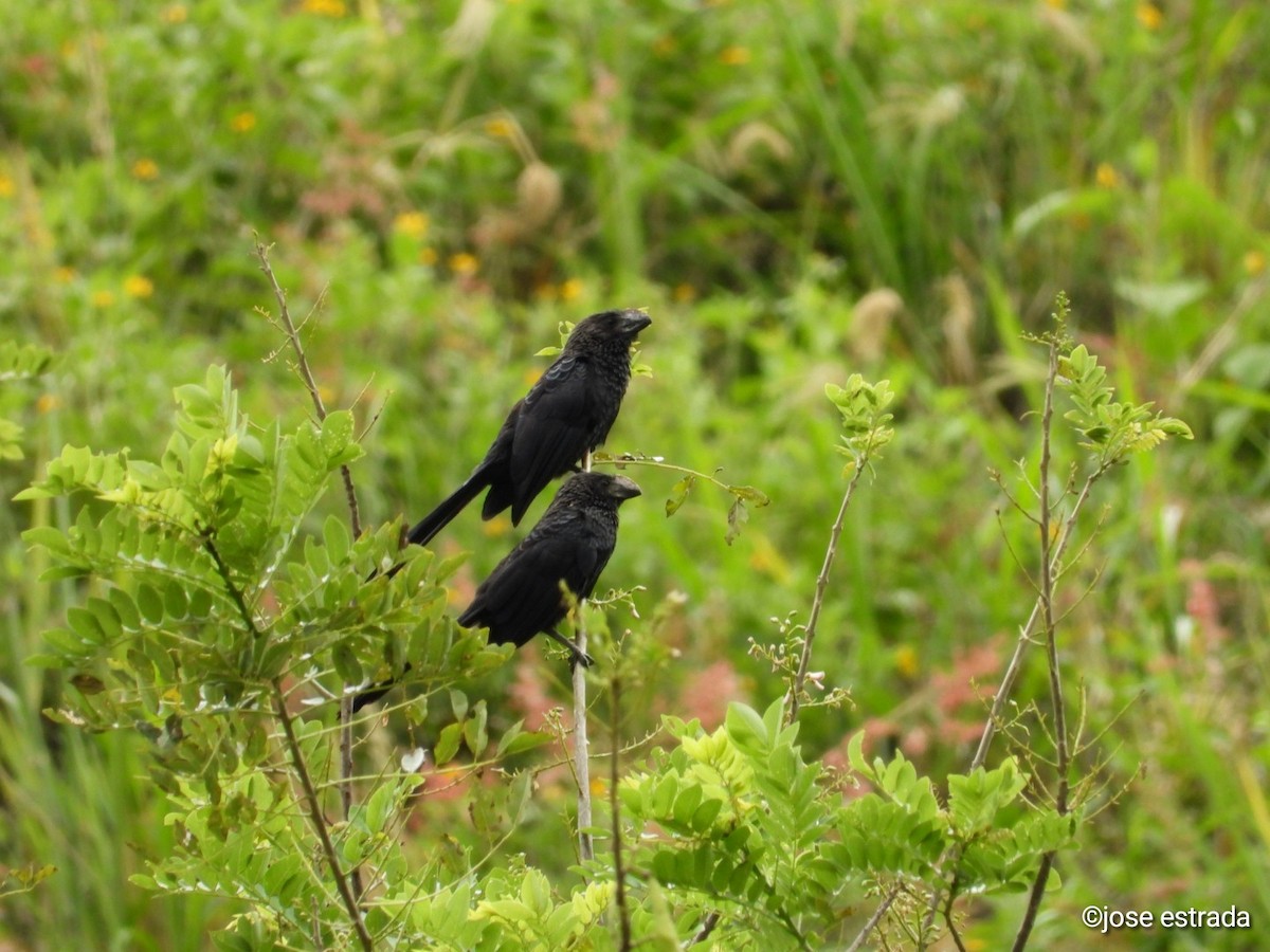 Smooth-billed Ani - ML618996298