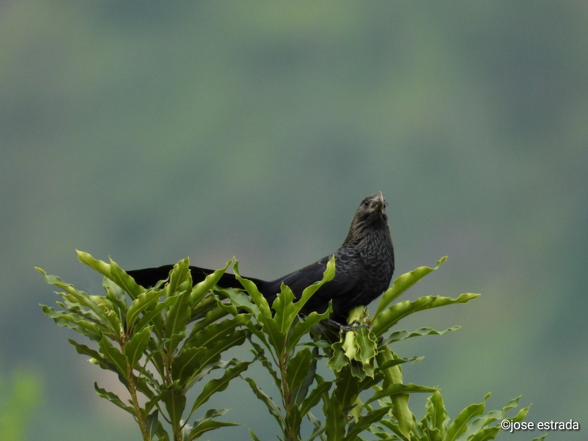 Smooth-billed Ani - ML618996299