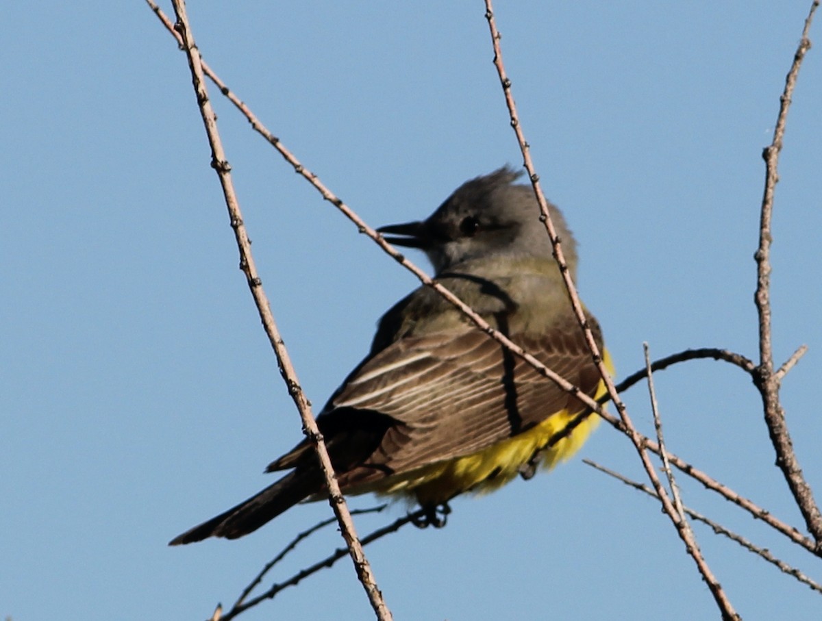 Western Kingbird - Kayla  Bass