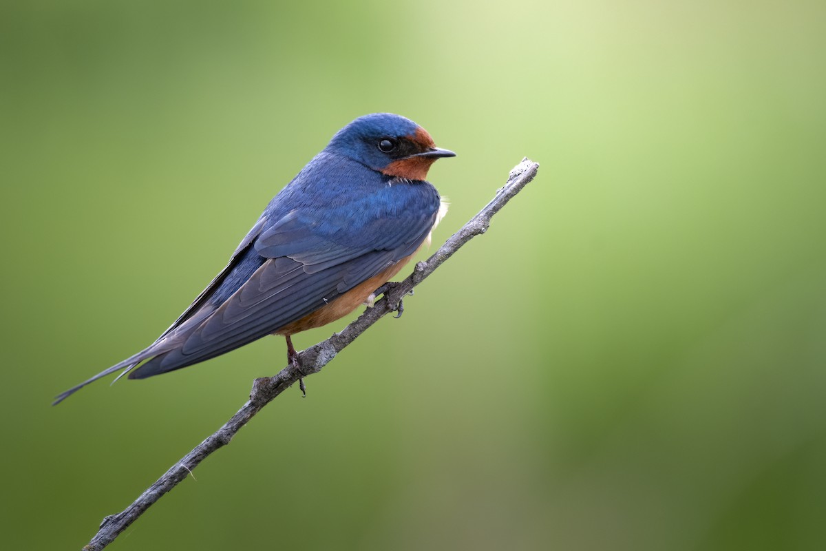 Barn Swallow - Beau Cotter