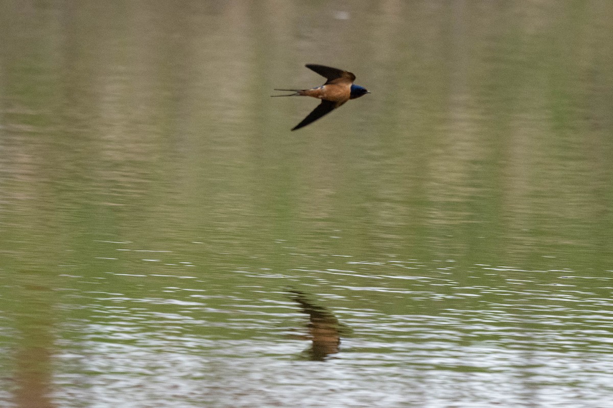 Barn Swallow - André Desrochers