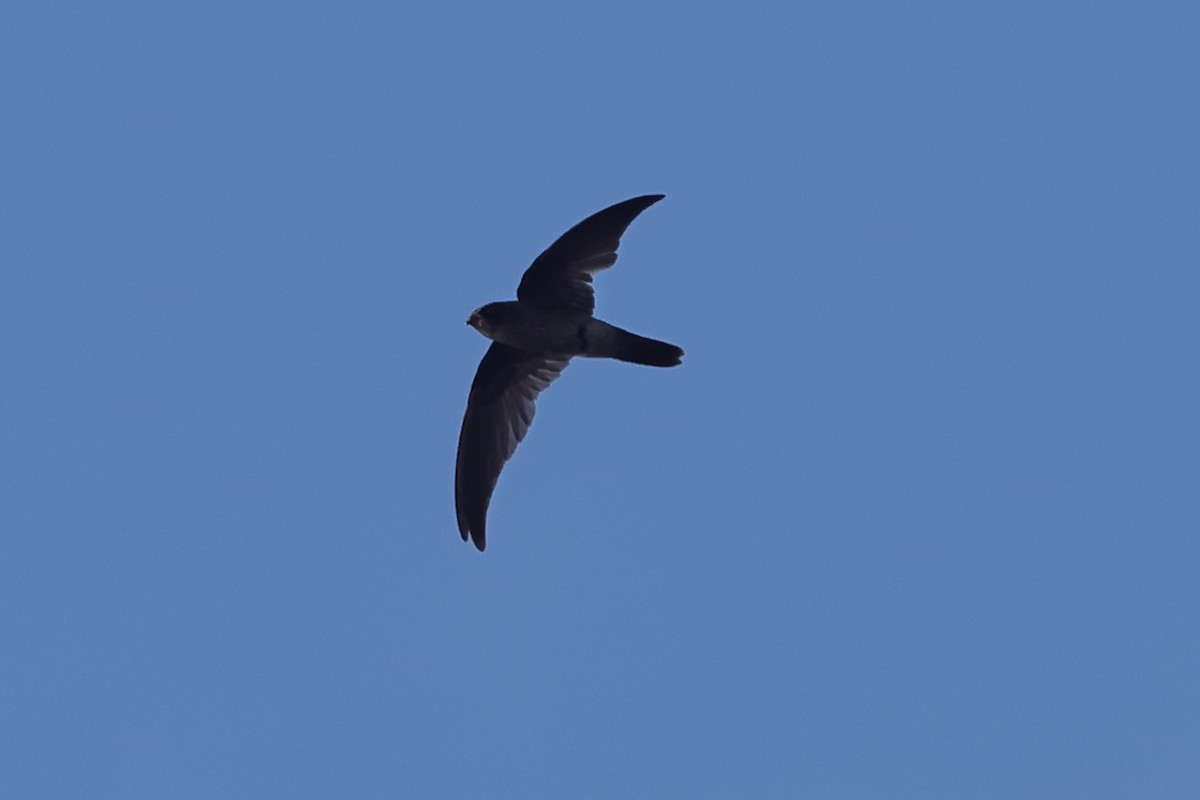 Caroline Islands Swiftlet - ML618996336