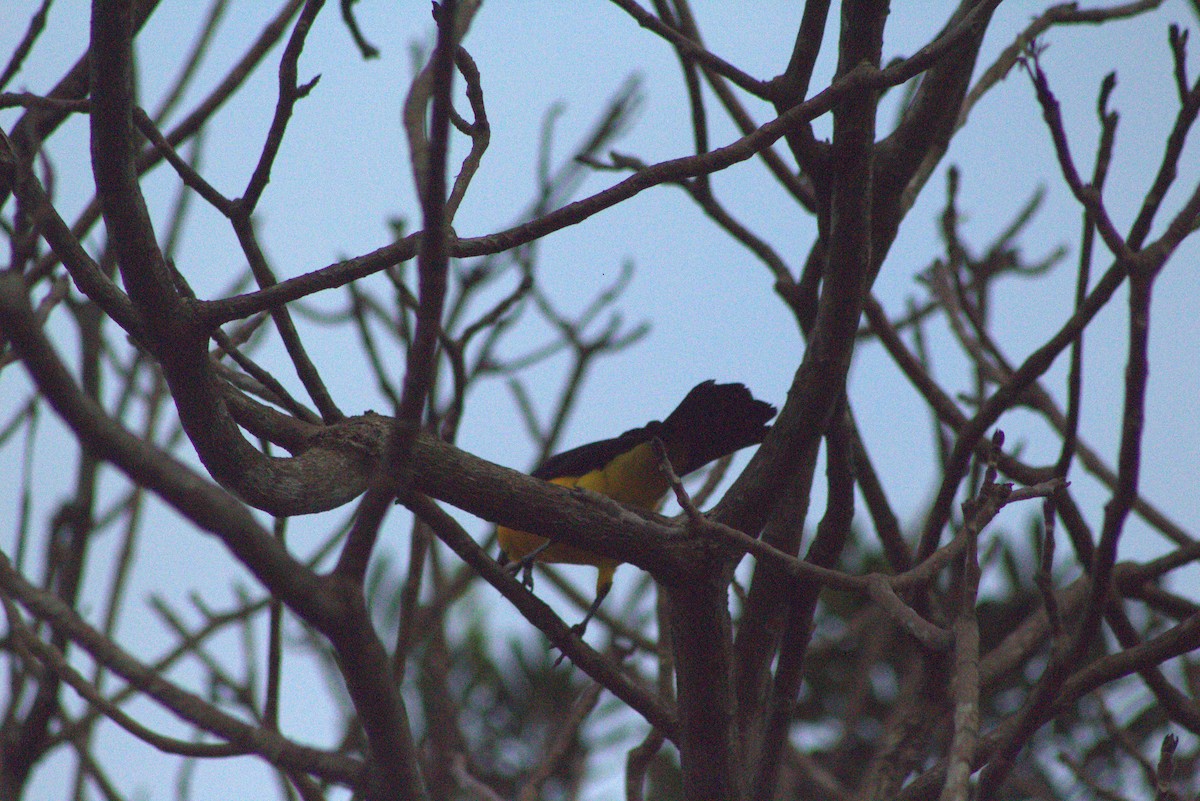 Oriole Blackbird - Jannier Ponare