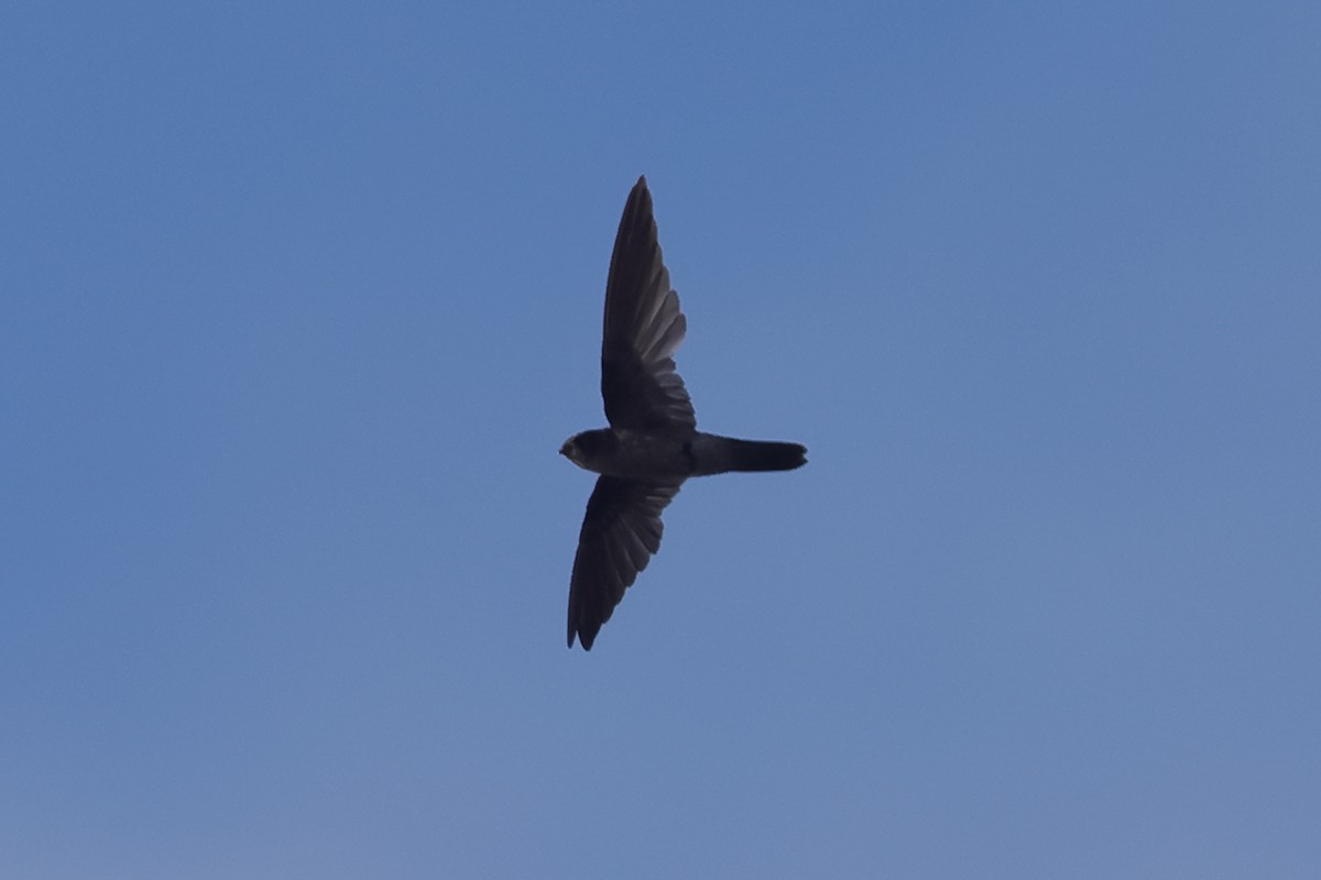 Caroline Islands Swiftlet - ML618996343