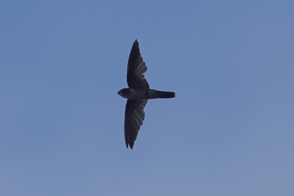 Caroline Islands Swiftlet - ML618996348