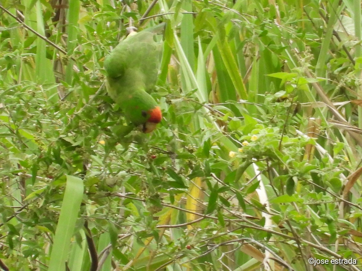 Scarlet-fronted Parakeet - ML618996367