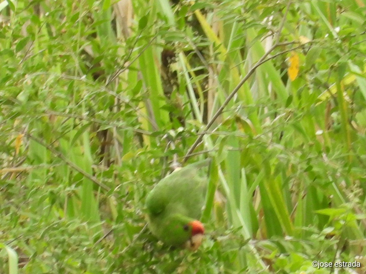 Scarlet-fronted Parakeet - ML618996369