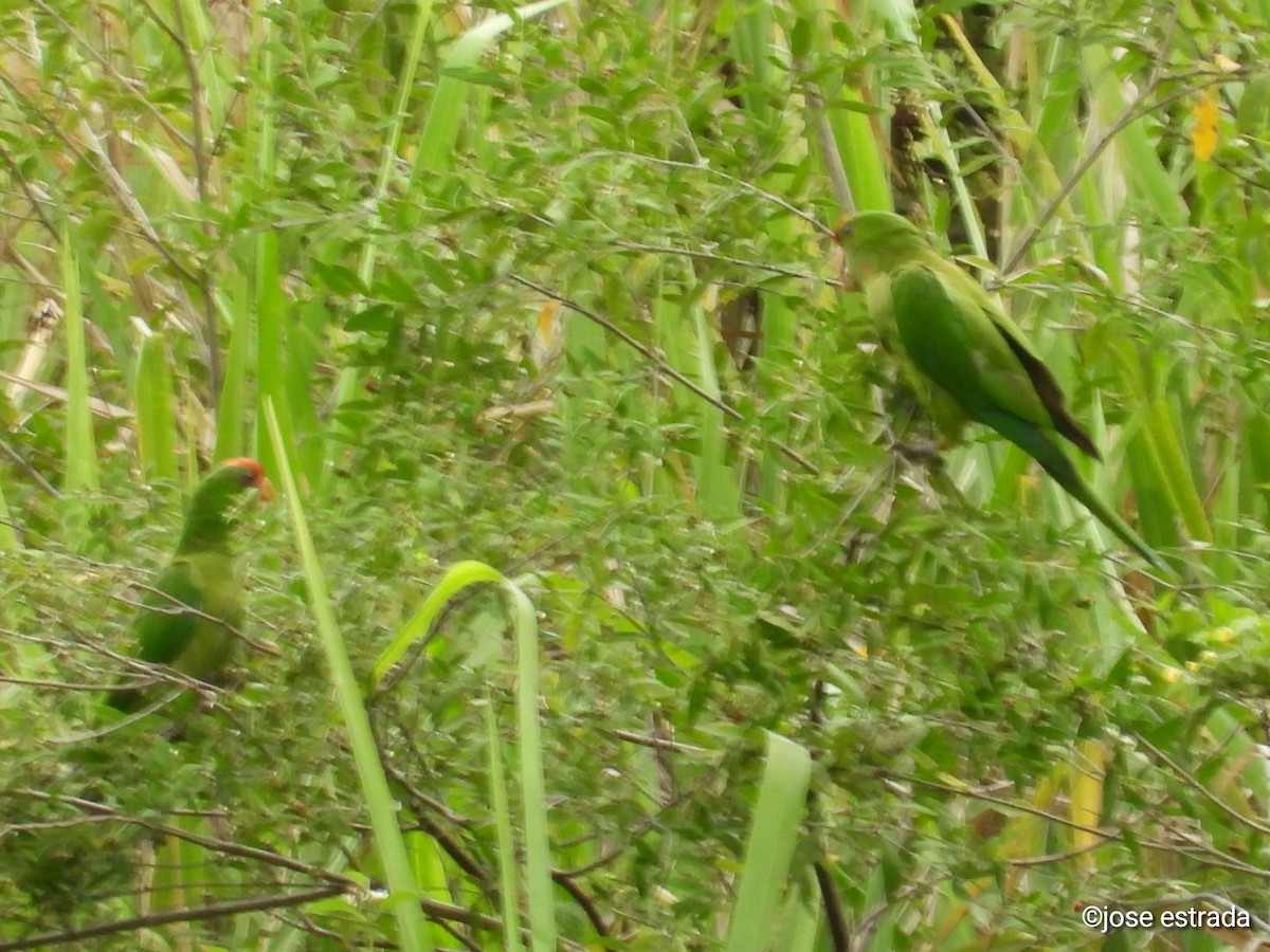 Scarlet-fronted Parakeet - ML618996370