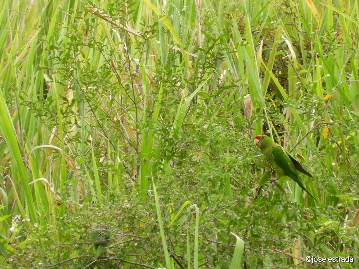 Conure de Wagler - ML618996371