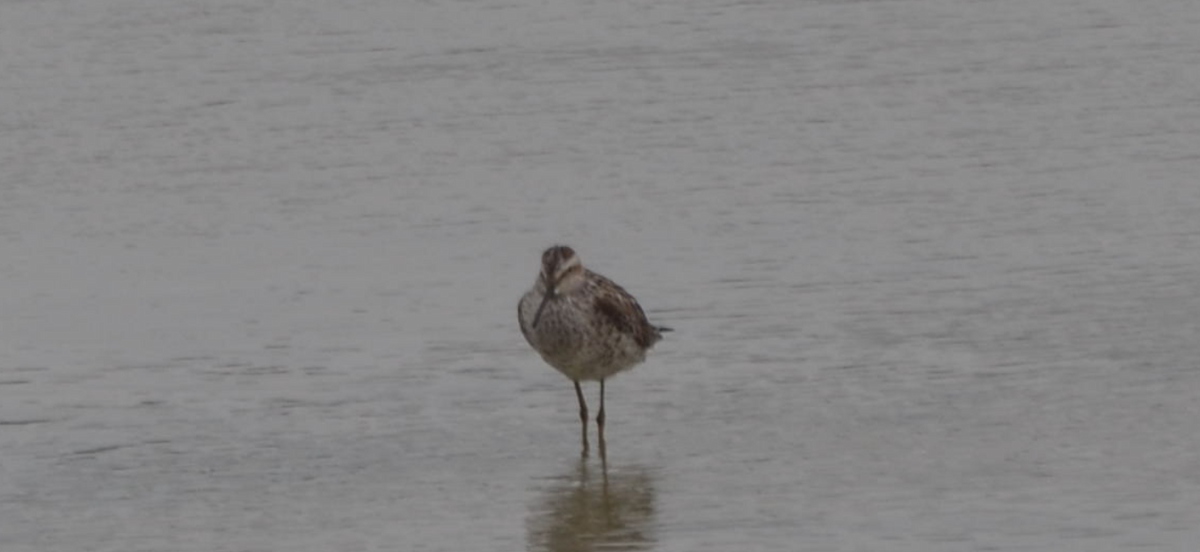 Stilt Sandpiper - ML618996372