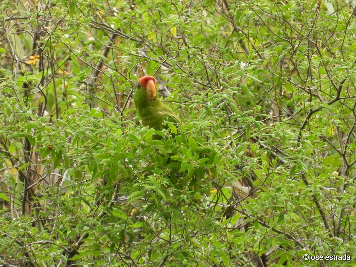 Scarlet-fronted Parakeet - ML618996376