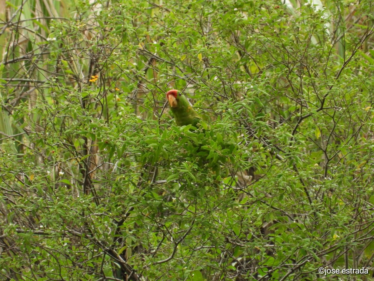 Scarlet-fronted Parakeet - ML618996377