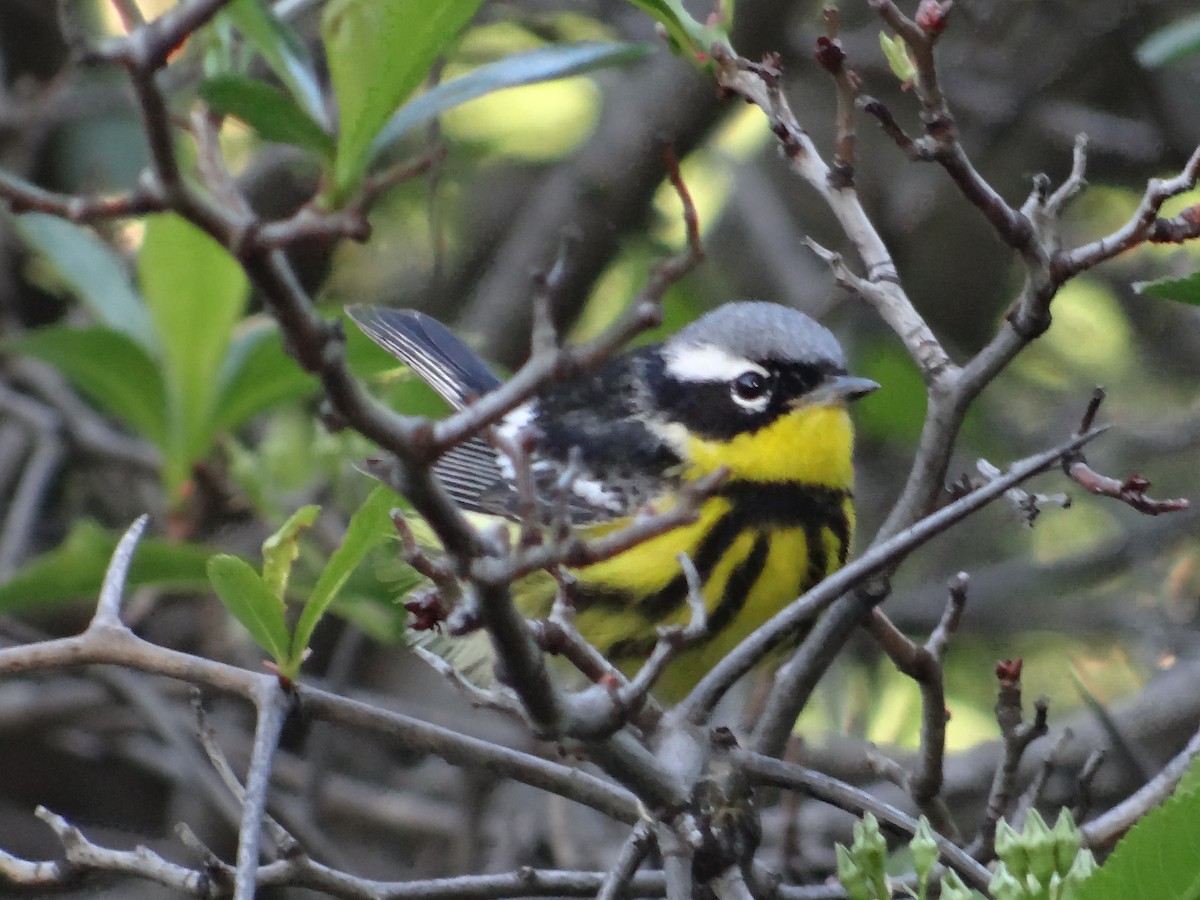 Magnolia Warbler - Andrew Raamot and Christy Rentmeester