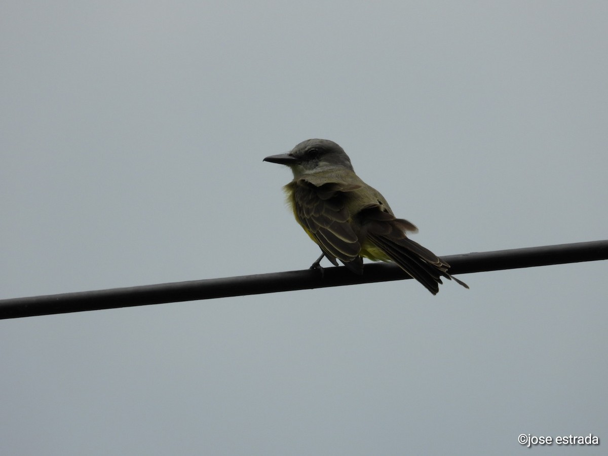 Tropical Kingbird - ML618996409