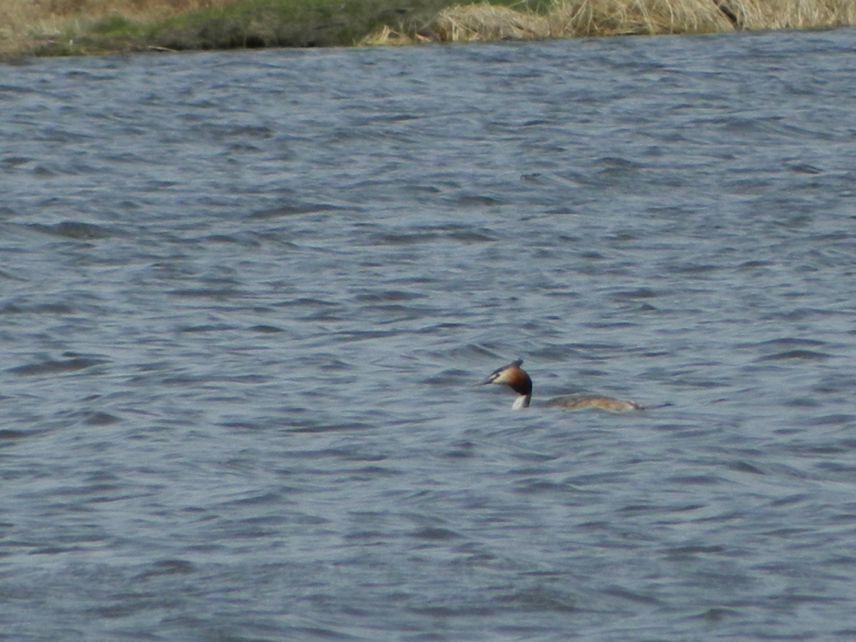 Great Crested Grebe - ML618996436