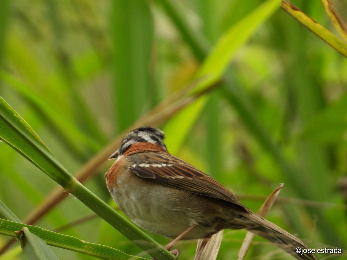 Rufous-collared Sparrow - Jose Estrada