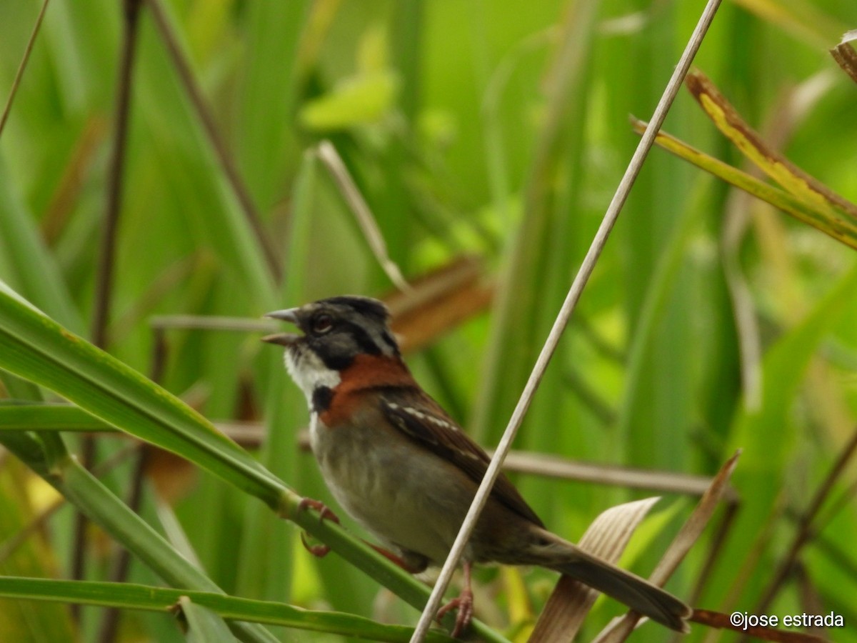 Rufous-collared Sparrow - Jose Estrada