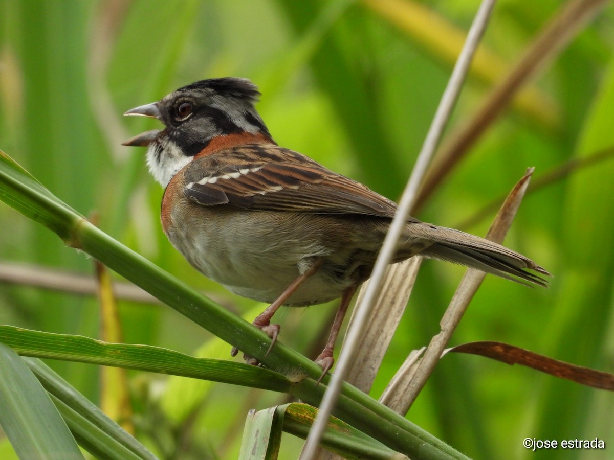 Rufous-collared Sparrow - ML618996480