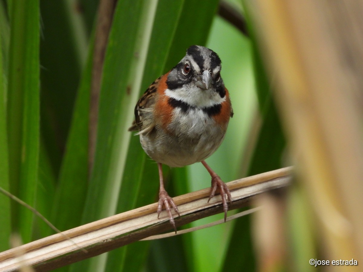 Rufous-collared Sparrow - ML618996481