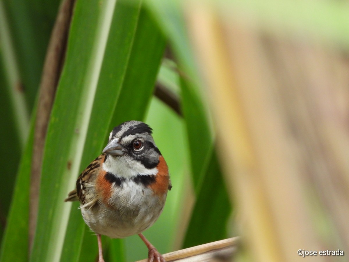 Rufous-collared Sparrow - ML618996484