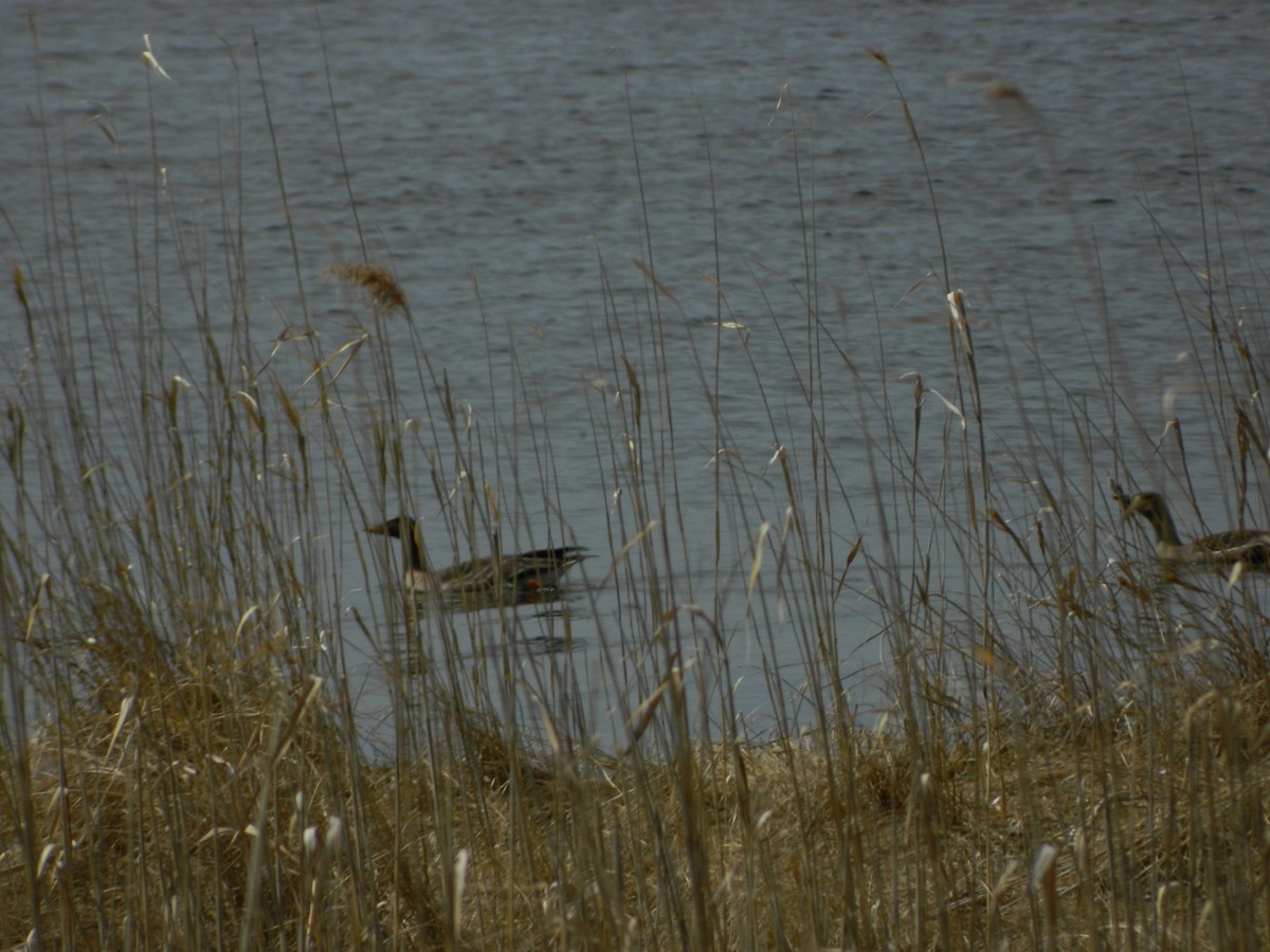 Taiga/Tundra Bean-Goose - Vladimir Murmilo