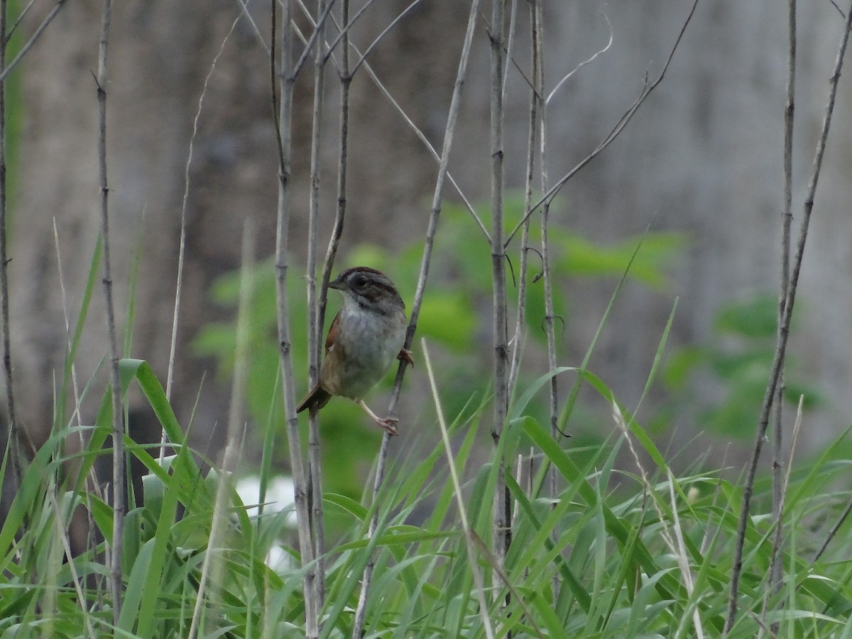 Swamp Sparrow - Andrew Raamot and Christy Rentmeester
