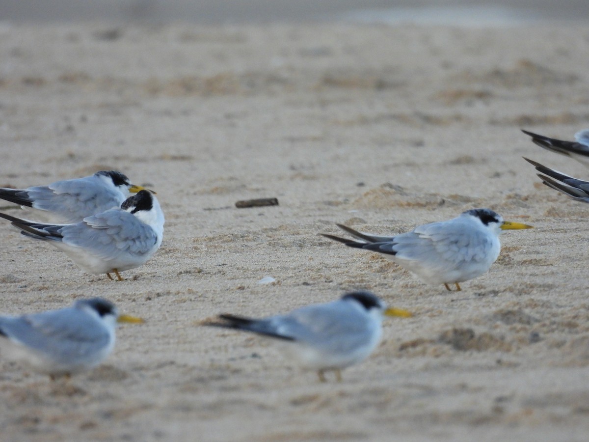 Yellow-billed Tern - Marta (Martuli) 🦩🦉🦆 Martínez