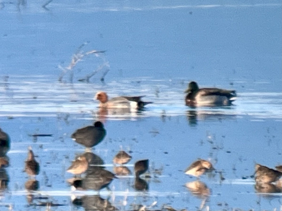 Eurasian Wigeon - Kenny Frisch