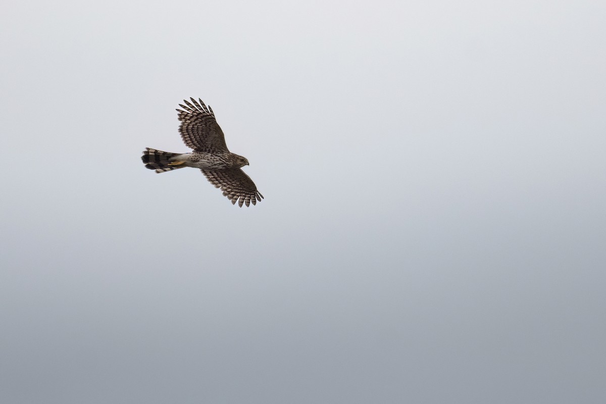 Cooper's Hawk - ML618996535