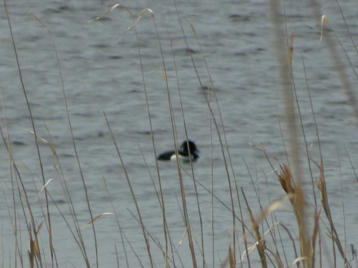 Tufted Duck - ML618996536