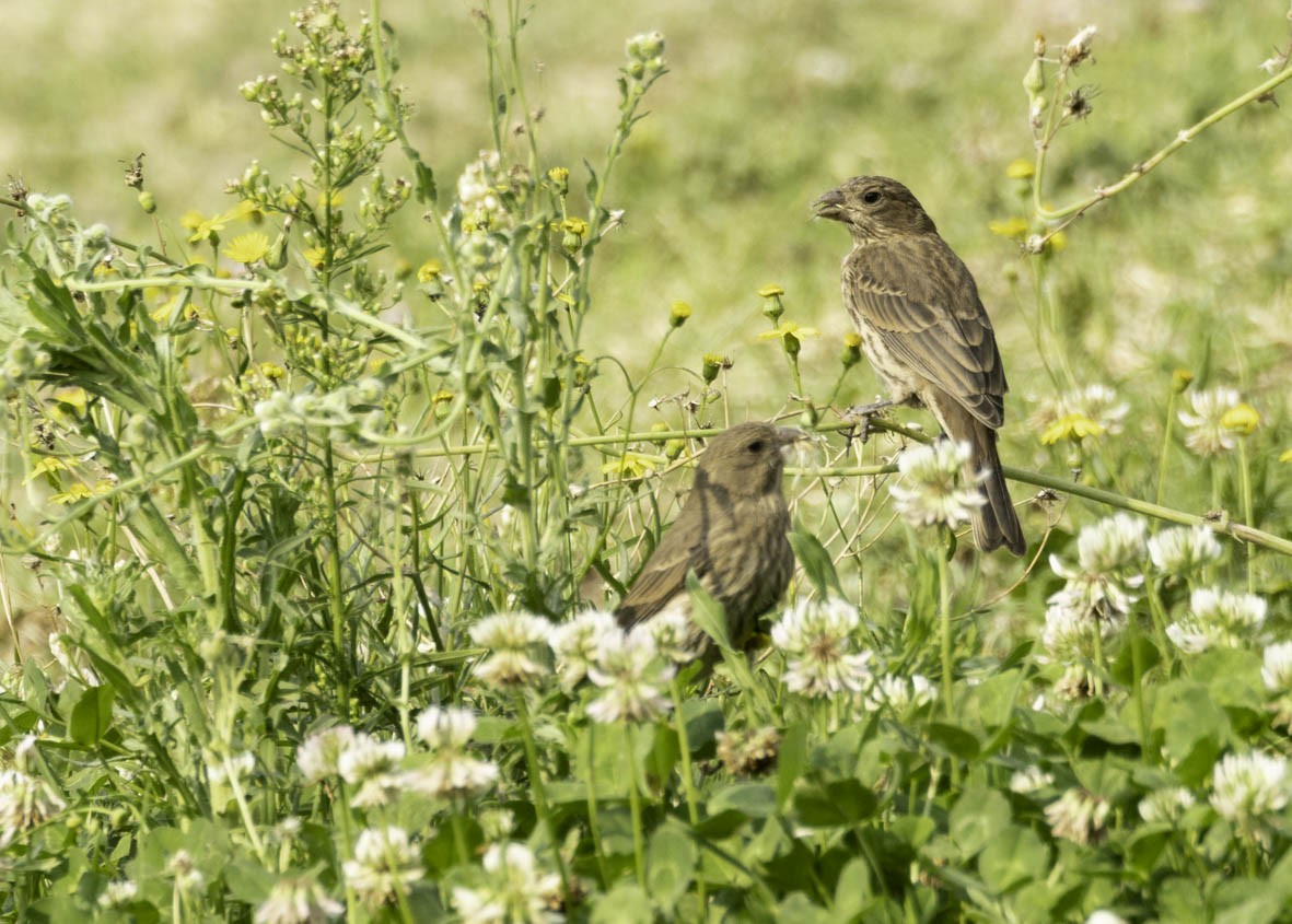 Moineau domestique - ML618996541