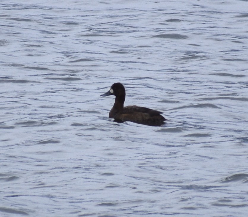 Lesser Scaup - ML618996559