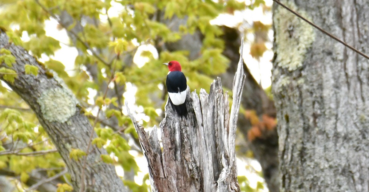 Pic à tête rouge - ML618996571