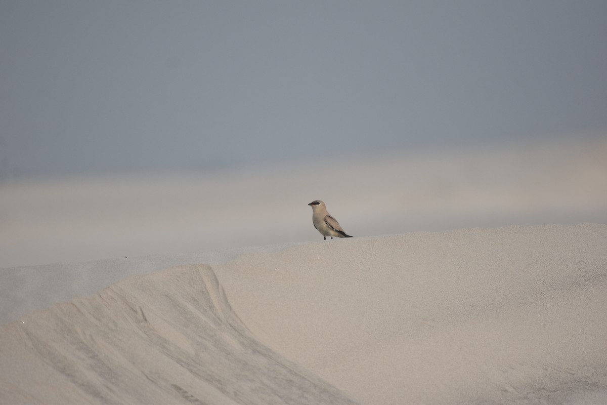 Small Pratincole - Gyanchandra Gyani