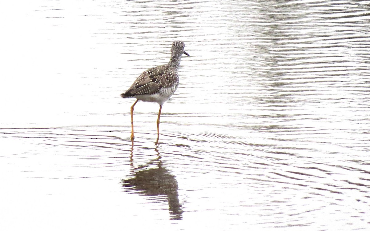 Greater Yellowlegs - James Hirtle