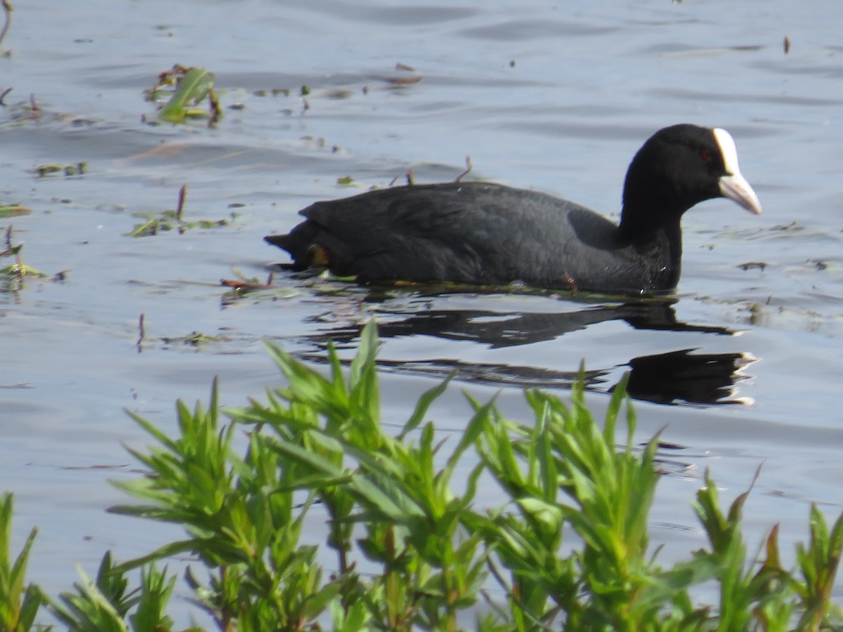 Eurasian Coot - ML618996639