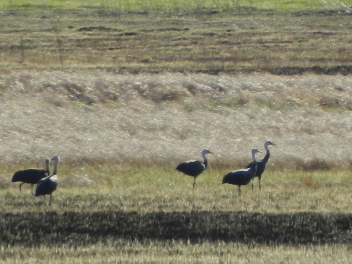 Hooded Crane - ML618996651