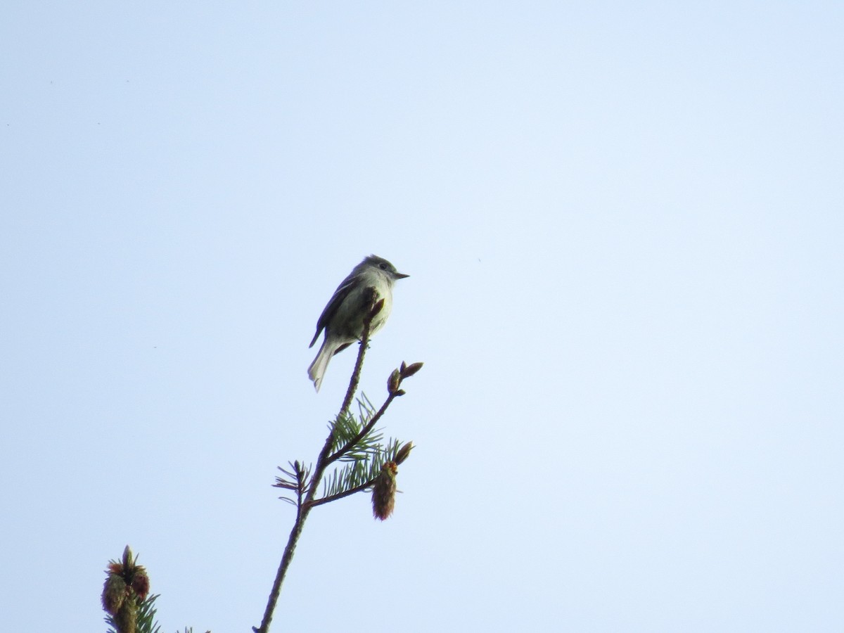 Hammond's Flycatcher - ML618996654