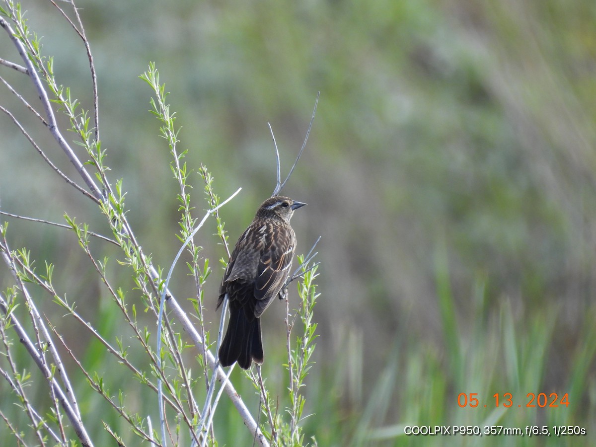 Red-winged Blackbird - ML618996660