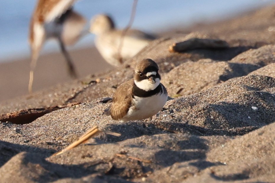Semipalmated Plover - Peter Veighey